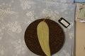 Leaf Envy